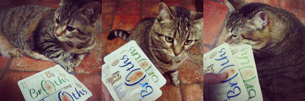 Treating Your Cat to Fancy Feast® Broths